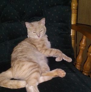 Meet your Posher, Albert